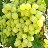 Arkadia (de masă), Rădăcină ambalată