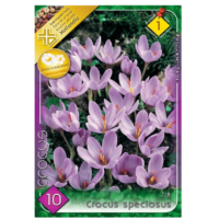 Crocus Speciosus (8 buc)