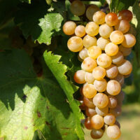 Furmint (de vin), Rădăcină ambalată