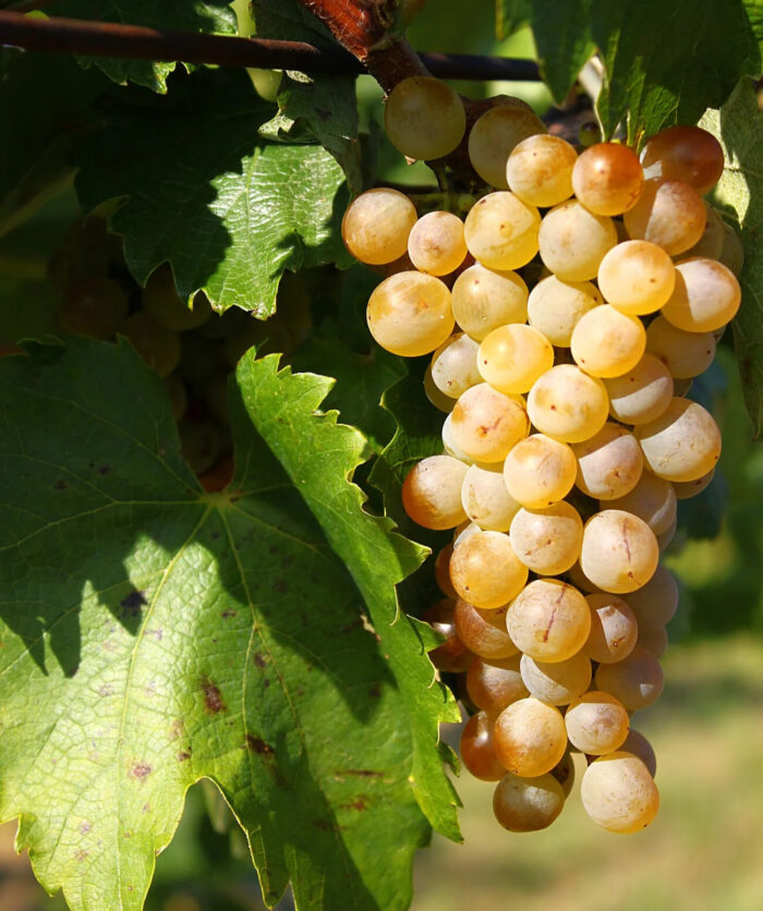 Furmint (de vin), Rădăcină ambalată - imagine 1