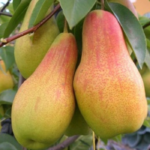 Păr Monica la ghiveci 7L