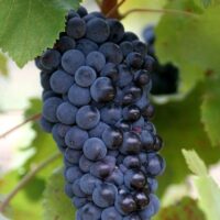Pinot Noir (de vin), Rădăcină ambalată
