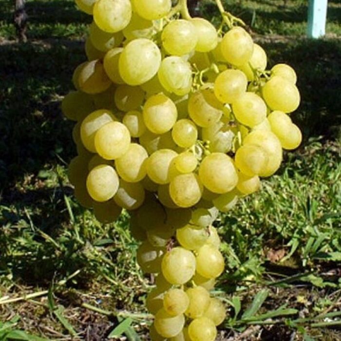 Silvania (de masă), Rădăcină ambalată - imagine 1