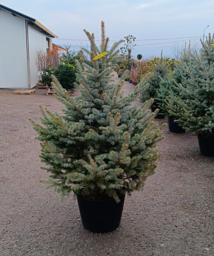 Molid Argintiu la ghiveci, Nr. 23 - imagine 1