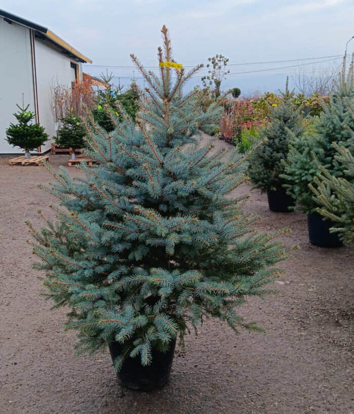 Molid Argintiu la ghiveci, Nr. 27 - imagine 1