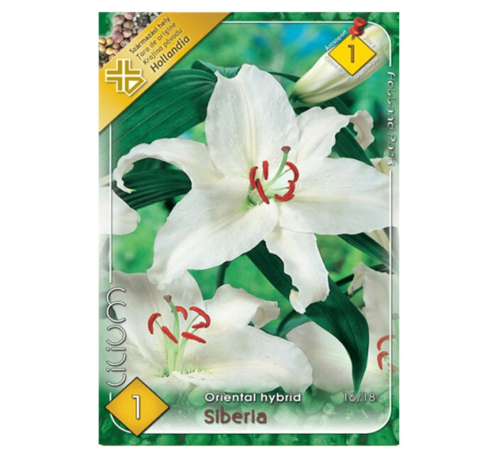 Lilium Siberia Oriental (1buc) - imagine 1
