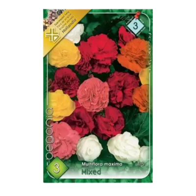 Begonia multiflora mixed (3buc)