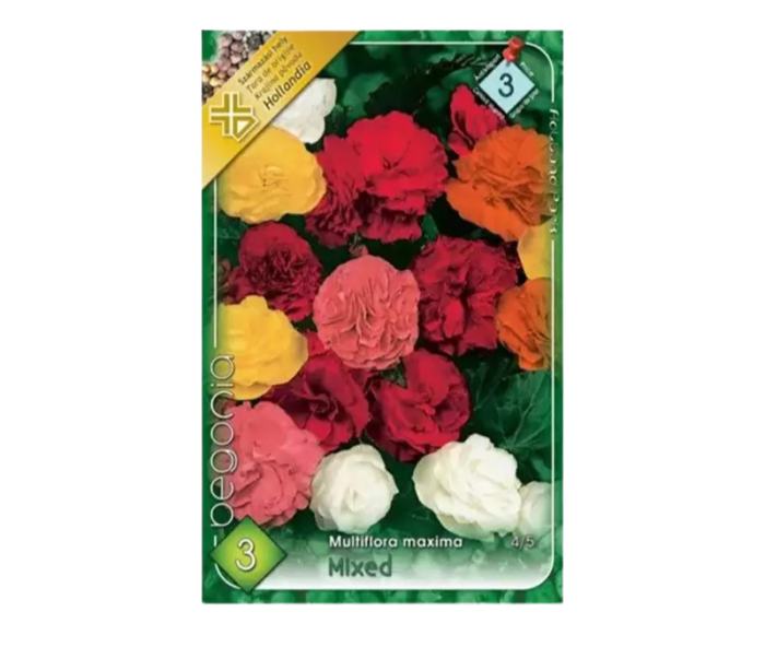 Begonia multiflora mixed (3buc) - imagine 1
