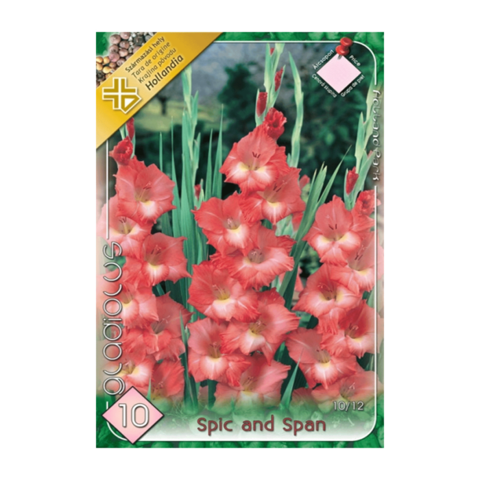Gladiolus Spic and Span (10buc) - imagine 1