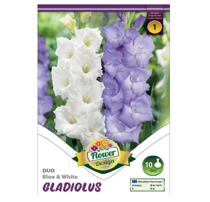 Gladiolus Duo Blue&White (10 buc) - imagine 1
