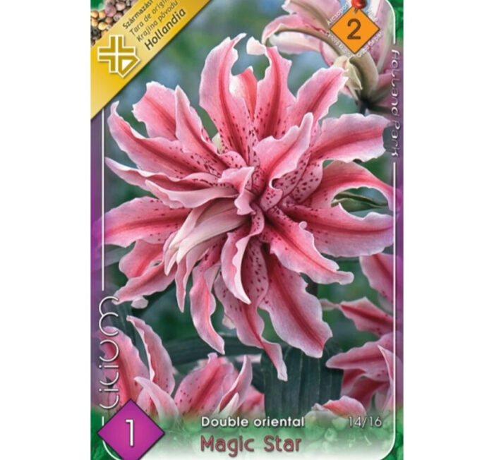 Lilium Magic Star Oriental (1buc) - imagine 1