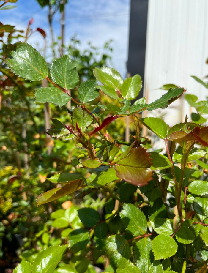 Urcător Roșu la ghiveci - imagine 4