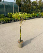 Salix Japoneza - Hakuro Nishiki la ghiveci - imagine 2