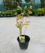 Arțar Orange Dream la ghiveci - imagine 2