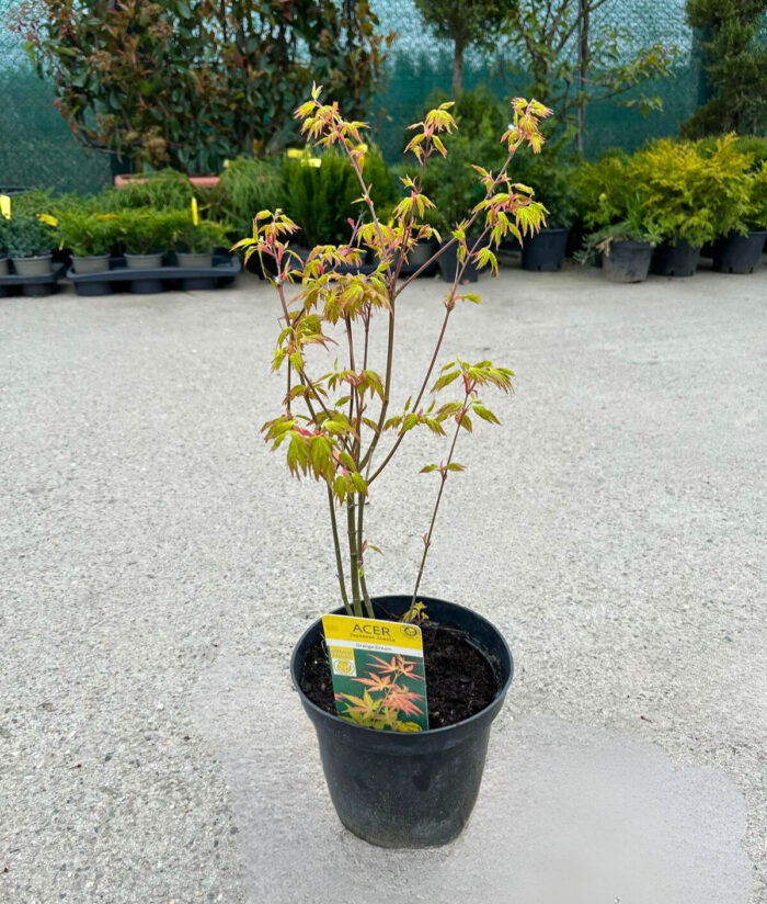 Arțar Orange Dream la ghiveci - imagine 2