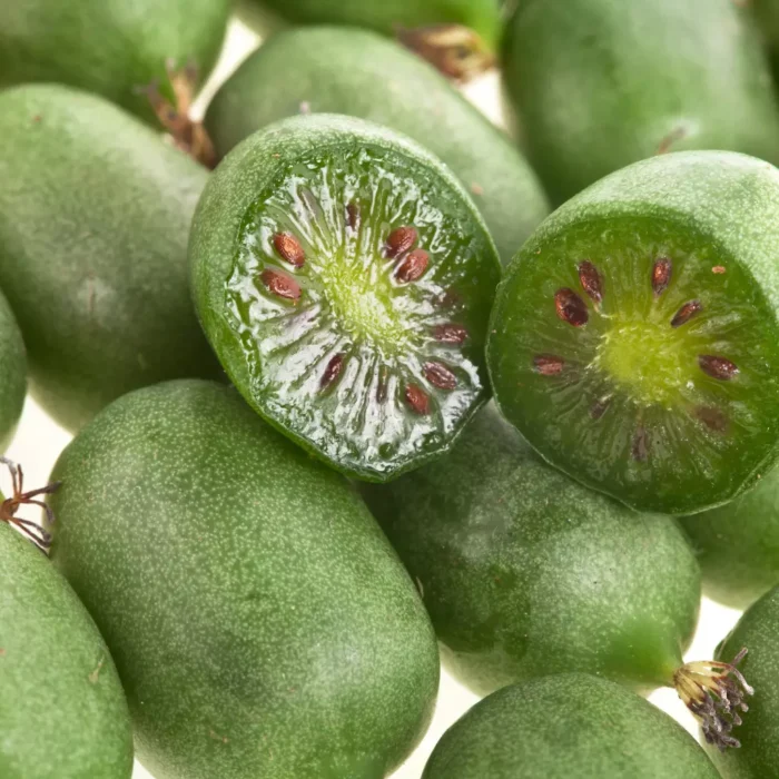 Kiwi Arguta Isaia la ghiveci - imagine 3