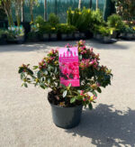 Azaleea Japonica Isabel la ghiveci - imagine 2