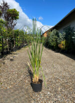 Iarbă de Pampas Roz la ghiveci - imagine 2