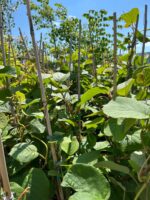 Kiwi Hayward (femela) la ghiveci - imagine 3