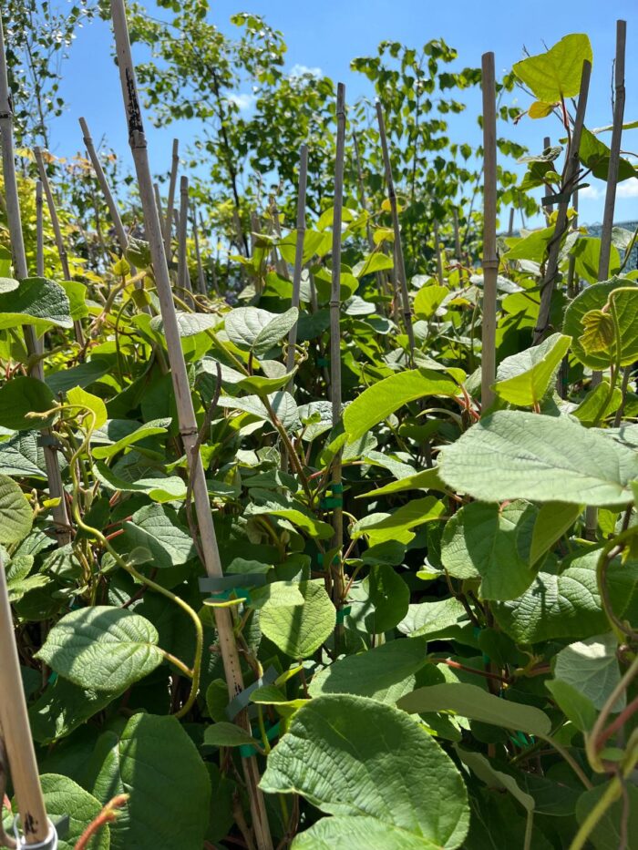 Kiwi Hayward (femela) la ghiveci - imagine 3