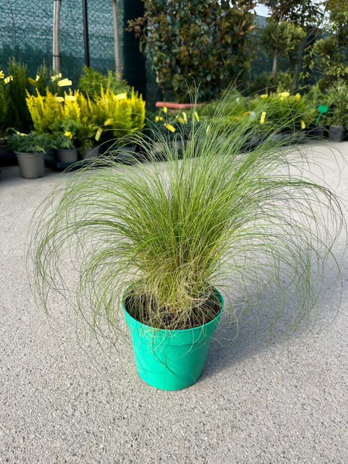 Iarba Stipa Pony Tails la ghiveci - imagine 2