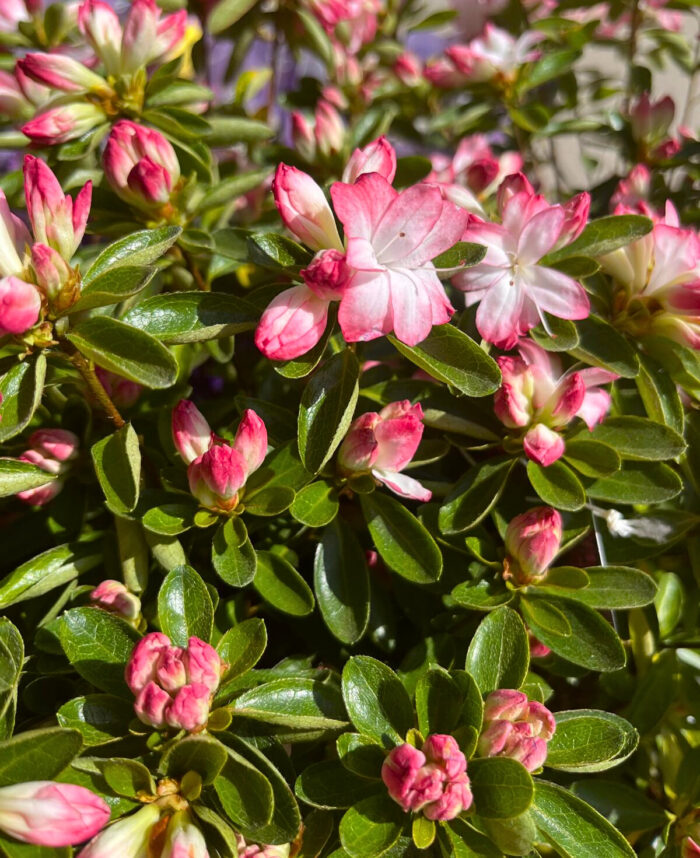 Azaleea Pggy Ann gift la ghiveci - imagine 3