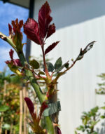 Urcător Roșu la ghiveci - imagine 3