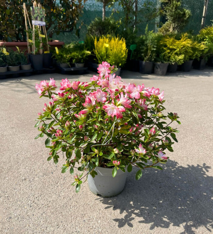 Azaleea Pggy Ann gift la ghiveci - imagine 2