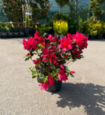 Azaleea Japonica Arabesk la ghiveci - imagine 2