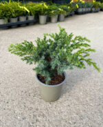 Juniperus Squamata Blue Swede la ghiveci - imagine 2