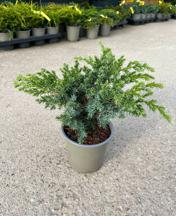 Juniperus Squamata Blue Swede la ghiveci - imagine 2
