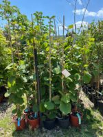 Kiwi Hayward (femela) la ghiveci - imagine 2