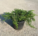 Juniperus Communis Green Carpet la ghiveci - imagine 2