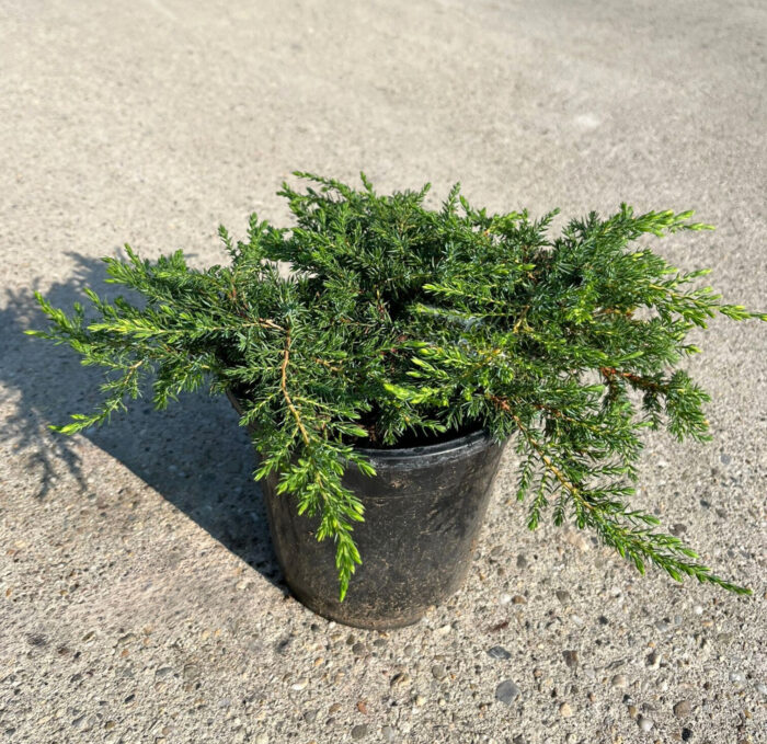 Juniperus Communis Green Carpet la ghiveci - imagine 2