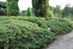 Juniperus Communis Green Carpet la ghiveci