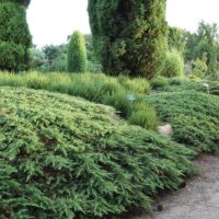 Juniperus Communis Green Carpet la ghiveci