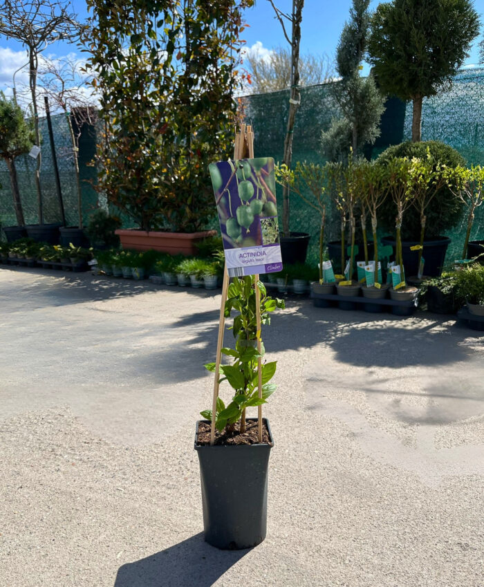 Kiwi Arguta Isaia la ghiveci - imagine 2