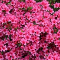 Azaleea Japonica Isabel la ghiveci