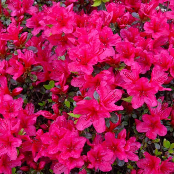 Azaleea Japonica Arabesk la ghiveci - imagine 1