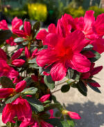 Azaleea Japonica Arabesk la ghiveci - imagine 3