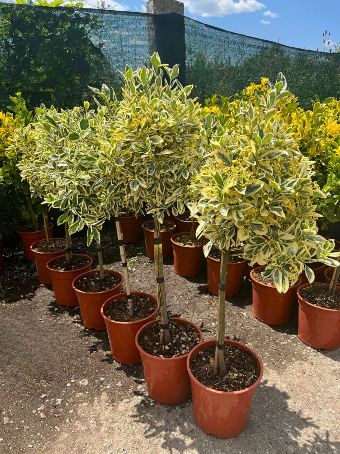 Euonymus Bravo pe picior la ghiveci - imagine 2