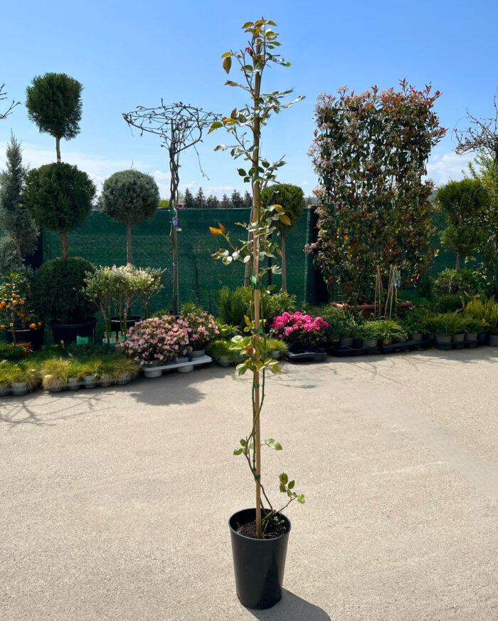 Urcător Roșu la ghiveci - imagine 2