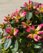 Azaleea Japonica Isabel la ghiveci - imagine 3