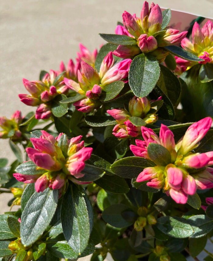 Azaleea Japonica Isabel la ghiveci - imagine 3