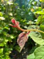 Kiwi Hayward (femela) la ghiveci - imagine 4