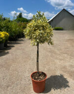 Euonymus Bravo pe picior la ghiveci