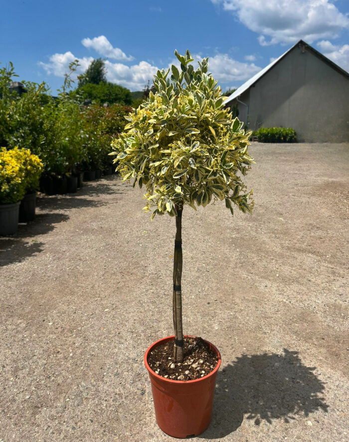 Euonymus Bravo pe picior la ghiveci - imagine 1