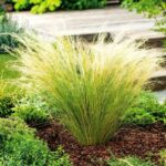 Iarba Stipa Pony Tails la ghiveci
