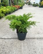 Juniperus ”Old Gold” la ghiveci - imagine 2
