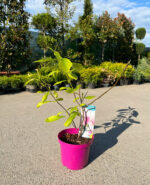 Magnolia Soulangeana la ghiveci - imagine 2